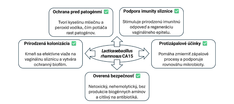 Schéma znázorňujúca účinky probiotického kmeňa Lacticasebacillus rhamnosus CA15 na vaginálny mikrobióm a ženské zdravie